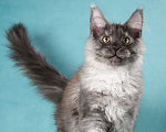 Кошки в Химках: Молодой кот Мейн-Кун  Мальчик, 100 000 руб. - фото 4