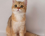 Кошки в Малмыже: Шотландские котята, Бесплатно - фото 2