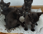 Кошки в Новосибирске: Черные котята, Бесплатно - фото 6