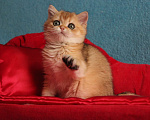 Кошки в Клине: Котик золотая шиншилла Мальчик, 25 000 руб. - фото 5