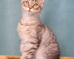 Кошки в Мытищах: Котенок Мейн-кун Мальчик, 25 000 руб. - фото 4