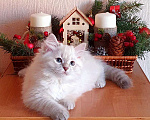 Кошки в Люберцах: Сибирская кошечка Жасмин  Девочка, 35 000 руб. - фото 1