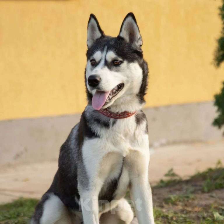 Собаки в Москве: Молоденькая хаски Аляска срочно нуждается в доме! Девочка, Бесплатно - фото 2