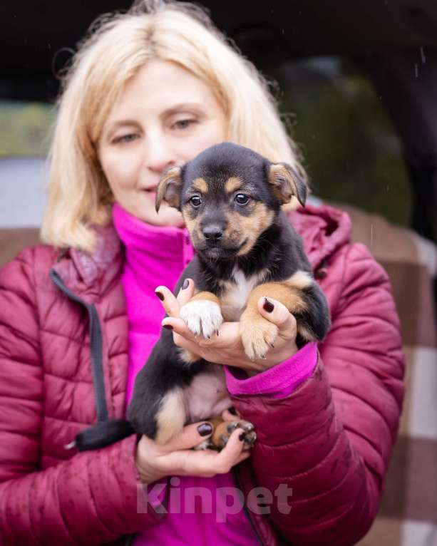 Собаки в Москве: Миниатюрный щенок в добрые руки Девочка, Бесплатно - фото 9