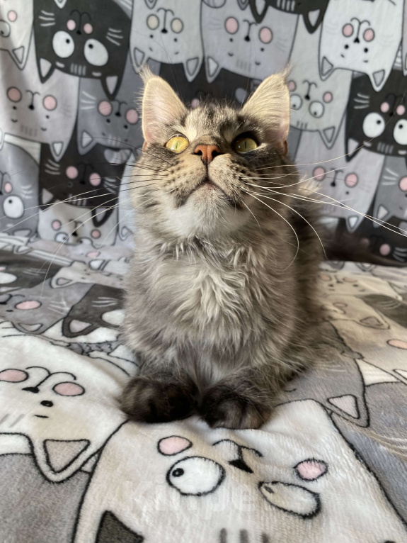 Кошки в Санкт-Петербурге: Молодая кошечка Мейн кун Девочка, 20 000 руб. - фото 2