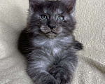 Кошки в Дмитрове: Черный дымчатый кот полидакт Wiking Мальчик, 50 000 руб. - фото 5