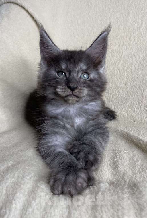 Кошки в Дмитрове: Черный дымчатый кот полидакт Wiking Мальчик, 50 000 руб. - фото 5