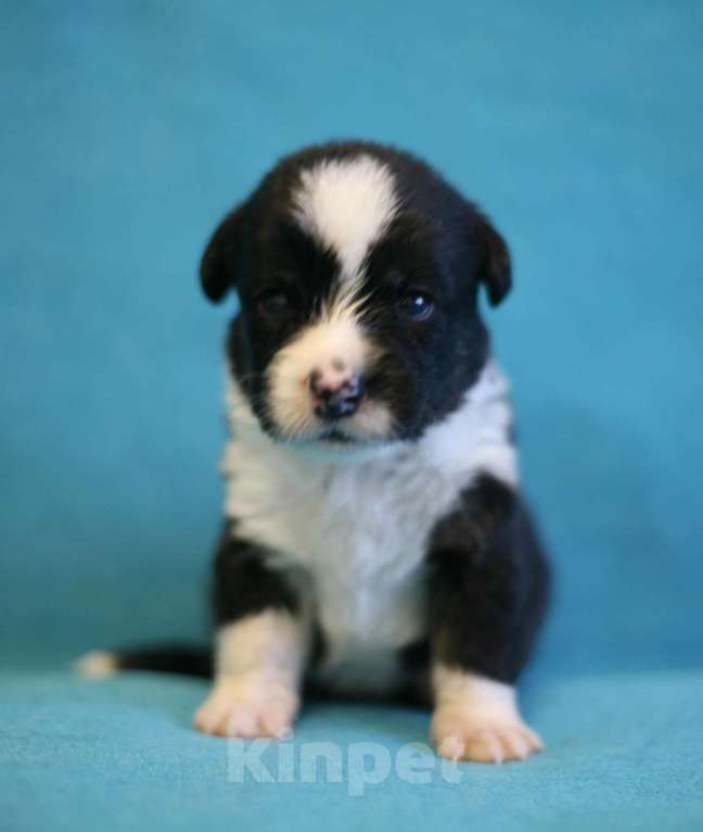 Собаки в Кирове: Мальчики корги кардиган Мальчик, 50 000 руб. - фото 6