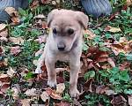 Собаки в Кашире: Щеночки-лапочки ищут дом Девочка, Бесплатно - фото 2