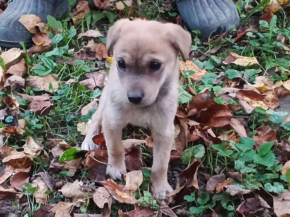 Собаки в Кашире: Щеночки-лапочки ищут дом Девочка, Бесплатно - фото 2