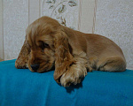 Собаки в Симферополе: АРЧИ ФАСТ ХАНТЕР ( Мальчик, Бесплатно - фото 5