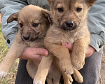 Собаки в Омске: Ищут дом замечательные щенки🐶 Мальчик, Бесплатно - фото 2