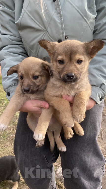 Собаки в Омске: Ищут дом замечательные щенки🐶 Мальчик, Бесплатно - фото 2