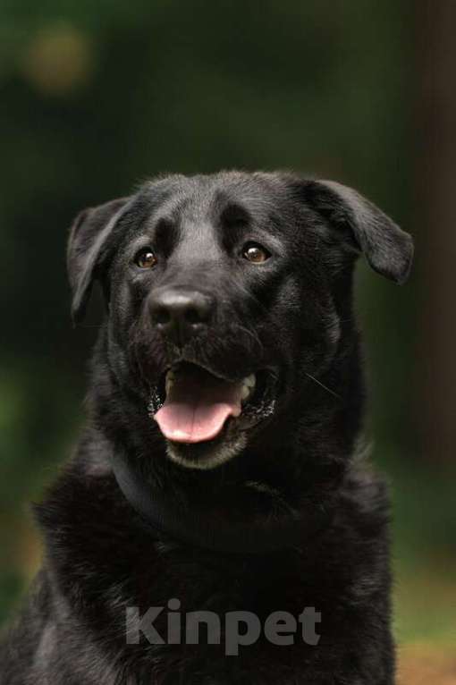 Собаки в Москве: Чёрный богатырь Макс в добрые руки Мальчик, 1 руб. - фото 1