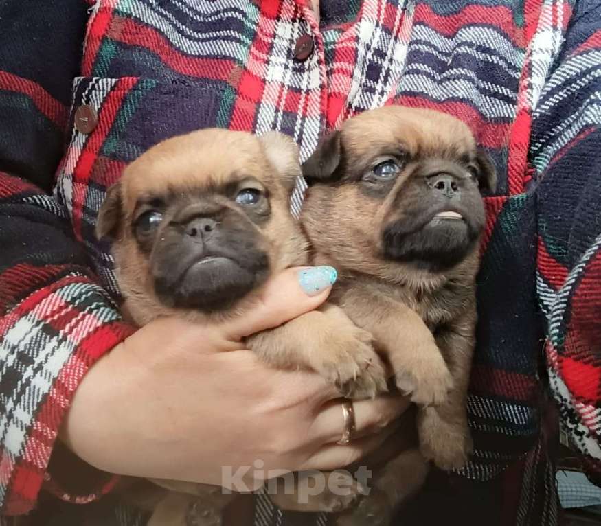 Собаки в Москве: Рыжие мальчики малого брабансона Мальчик, 40 000 руб. - фото 1