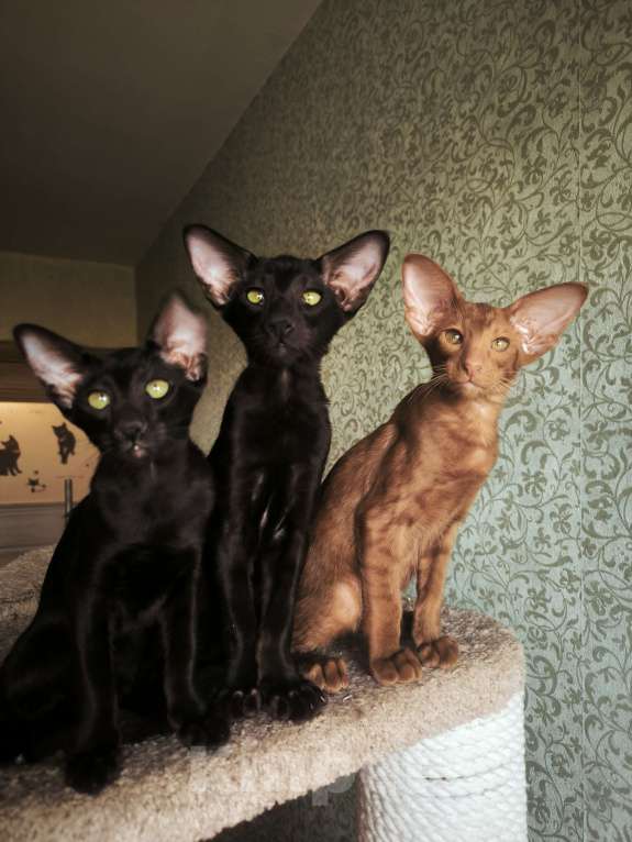 Кошки в Москве: Ориентальные котята в Москве. привитые Девочка, 70 000 руб. - фото 2