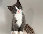 Кошки в Калининграде: Мультяшной внешности котик  Том😺 Мальчик, Бесплатно - фото 3
