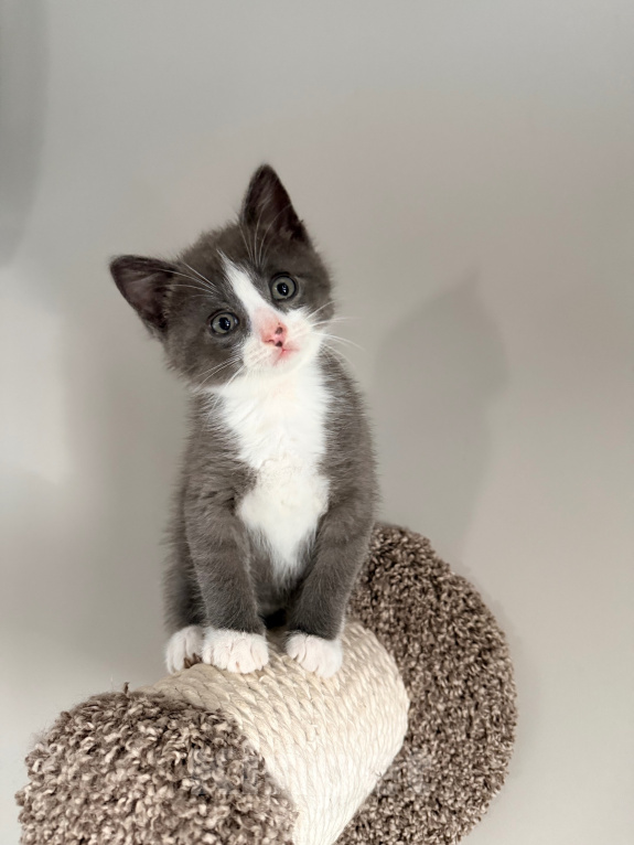 Кошки в Калининграде: Мультяшной внешности котик  Том😺 Мальчик, Бесплатно - фото 3