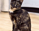 Кошки в Москве: Ищет дом красавица котенок Клеопатра Девочка, 1 руб. - фото 2