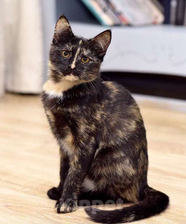 Кошки в Москве: Ищет дом красавица котенок Клеопатра Девочка, 1 руб. - фото 2