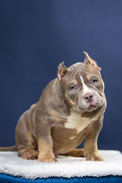 Собаки в Санкт-Петербурге: Щенок Американский булли покет Мальчик, 180 000 руб. - фото 4