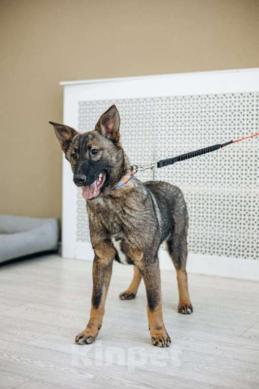 Собаки в Москве: Щенок метис бельгийкой овчарки Девочка, Бесплатно - фото 8