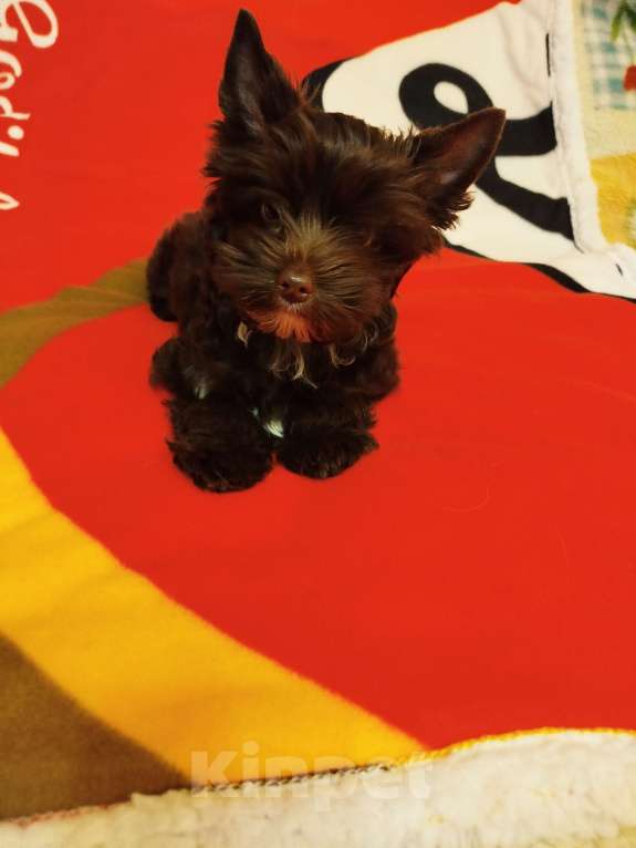 Собаки в Санкт-Петербурге: Шоколадный мальчик Мальчик, 50 000 руб. - фото 1