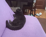 Кошки в Пензе: Срочно отдам Мальчик, Бесплатно - фото 1