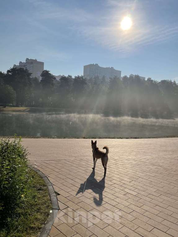 Собаки в Балашихе: Поночка Девочка, Бесплатно - фото 4