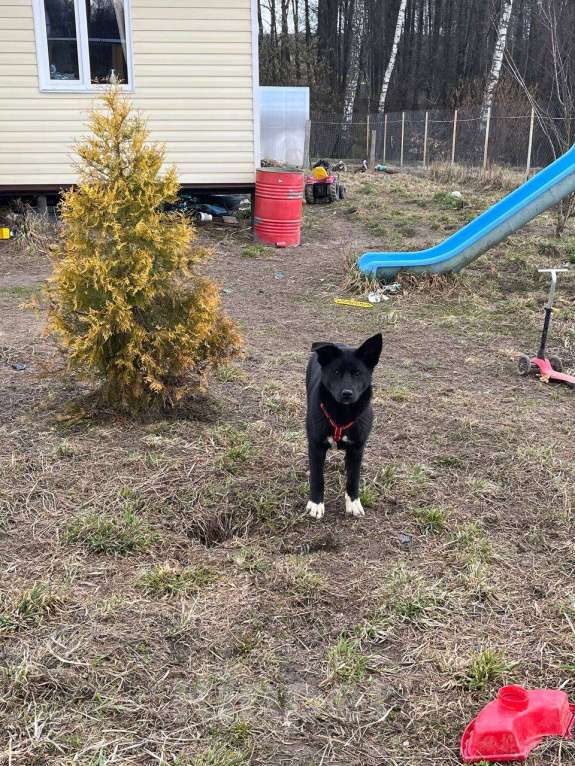 Собаки в Москве: Щенок в добрые руки Мальчик, Бесплатно - фото 4