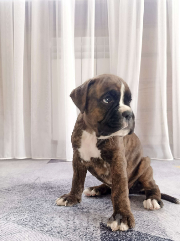 Собаки в Ижевске: Продажа щенков Девочка, Бесплатно - фото 1