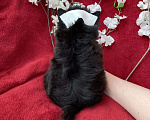 Собаки в Москве: Чёрный йорк мальчик стандарт без перецвета Мальчик, 50 000 руб. - фото 4