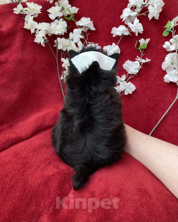 Собаки в Москве: Чёрный йорк мальчик стандарт без перецвета Мальчик, 50 000 руб. - фото 4