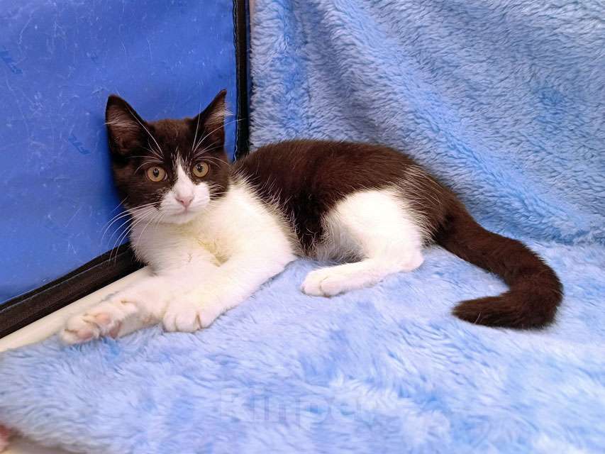 Кошки в Москве: Котёнок девочка маркизного окраса по имени Носюша ищет дом Девочка, 10 руб. - фото 8