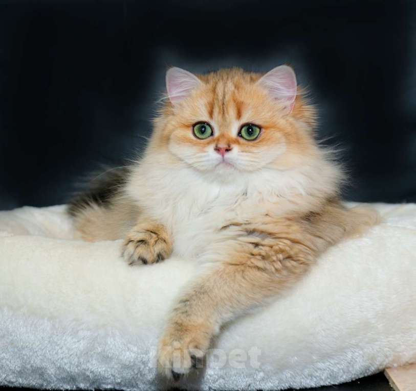 Кошки в Рыбинске: Британская длинношерстная зототая девочка Девочка, 30 000 руб. - фото 2