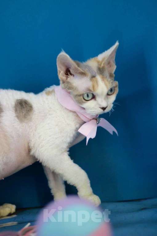 Кошки в Севастополе: Девон-рекс, кошка Девочка, 100 000 руб. - фото 2