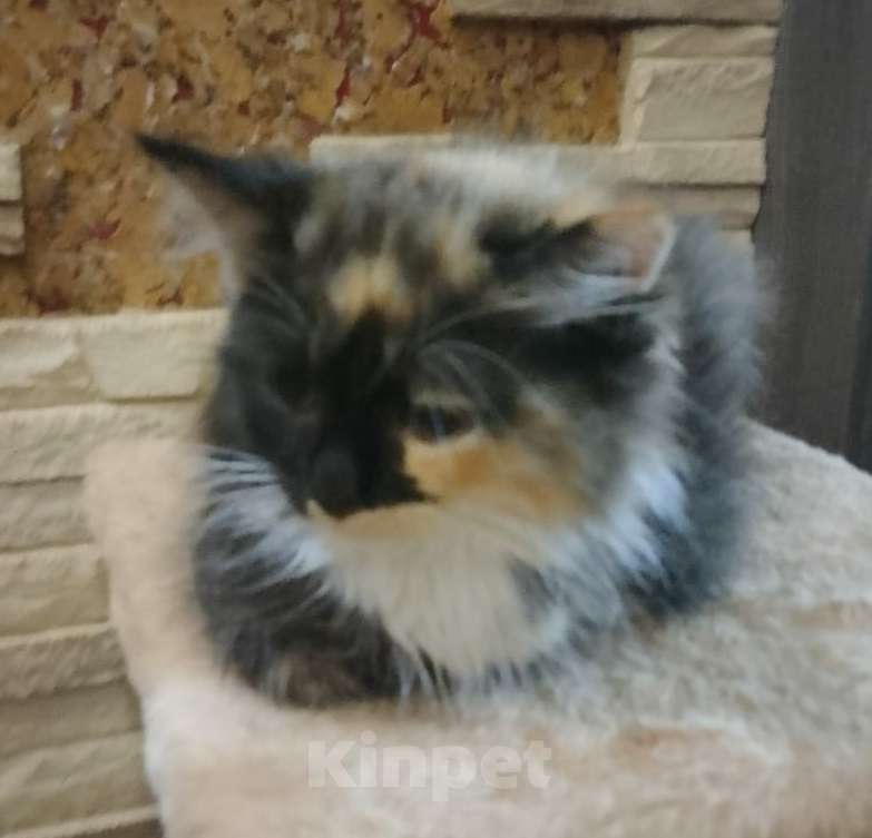 Кошки в Москве: Трехцветный пушистый котенок Девочка, Бесплатно - фото 2