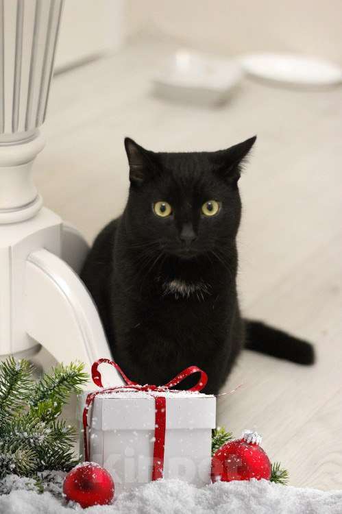 Кошки в Санкт-Петербурге: Молодой ласковый котик Мальчик, Бесплатно - фото 3