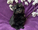 Собаки в Москве: Йорк бэби фейс мальчик чёрный стандарт Мальчик, 50 000 руб. - фото 9
