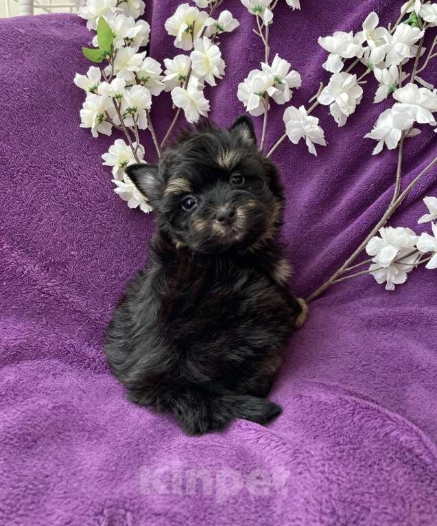 Собаки в Москве: Йорк бэби фейс мальчик чёрный стандарт Мальчик, 50 000 руб. - фото 9