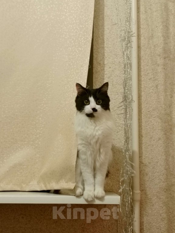 Кошки в Брянске: потерялся кот. выпрыгнул из балкона на улице Медведева 13. Мальчик, Бесплатно - фото 2