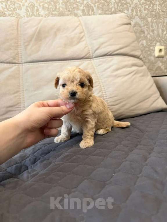 Собаки в Москве: Девочка мини Девочка, Бесплатно - фото 4