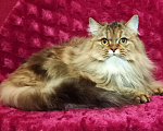 Кошки в Санкт-Петербурге: шотландская кошечка длинношерстная Девочка, 20 000 руб. - фото 1