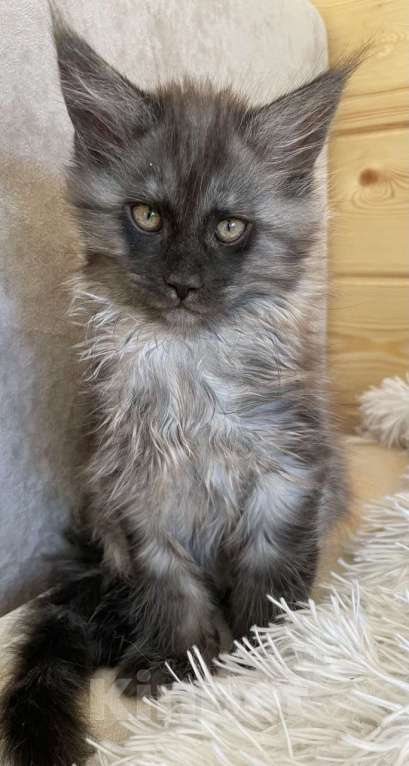 Кошки в других городах Приморского края: Шикарные котята Мальчик, 25 000 руб. - фото 7