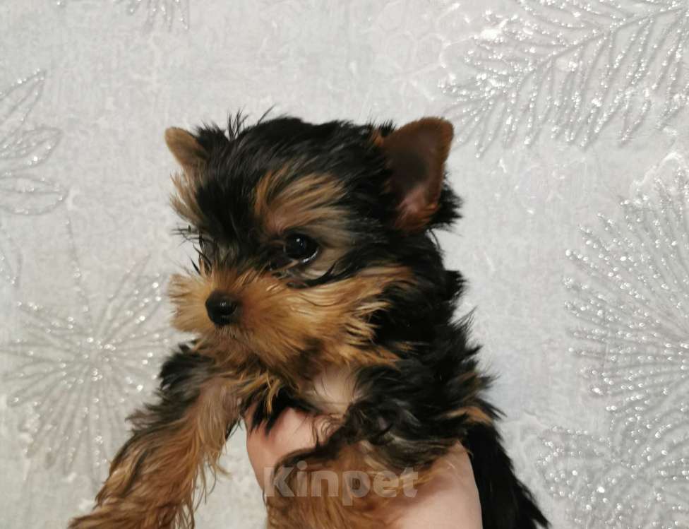 Собаки в Новосибирске: Щенок Йорка  Мальчик, 30 000 руб. - фото 2