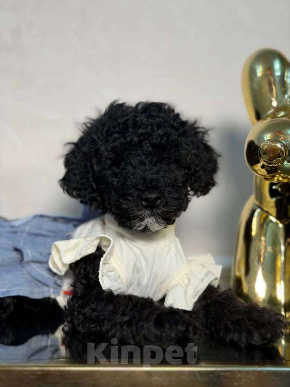 Собаки в Красногорске: Мальтипу девочка Девочка, 60 000 руб. - фото 2