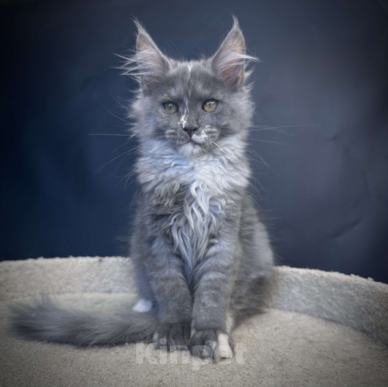 Кошки в Москве: Котенок мейн-кун Девочка, 30 000 руб. - фото 7