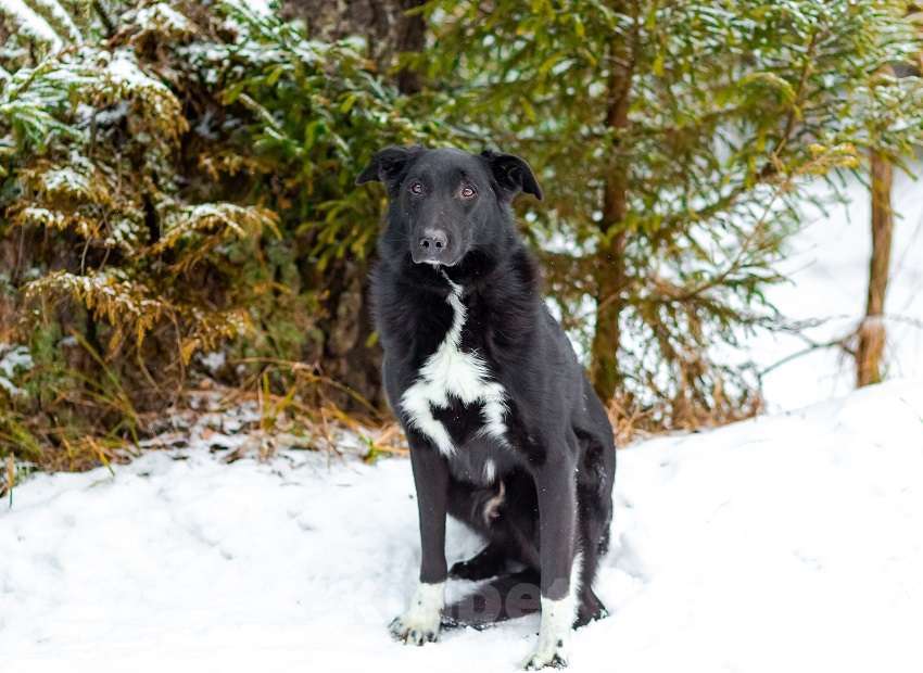Собаки в Москве: Денвер Мальчик, Бесплатно - фото 4