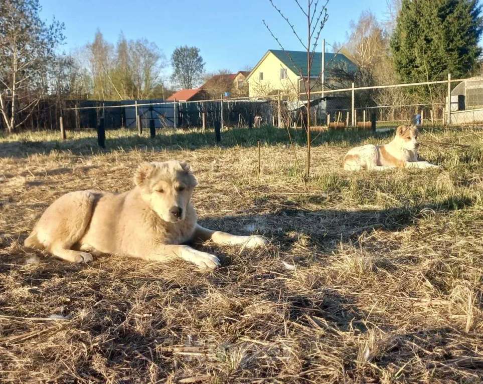 Собаки в Смоленске: Туркменские Щенки САО (алабай) Девочка, 30 000 руб. - фото 5