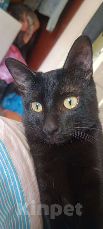 Кошки в Волгограде: Ищу коту новый дом Мальчик, Бесплатно - фото 6